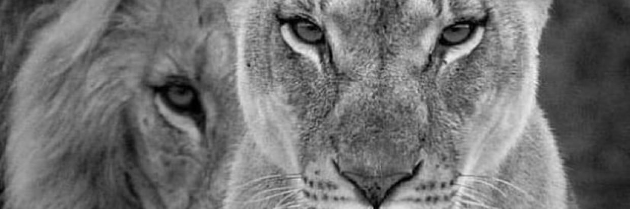 Katous_'s profile banner image
