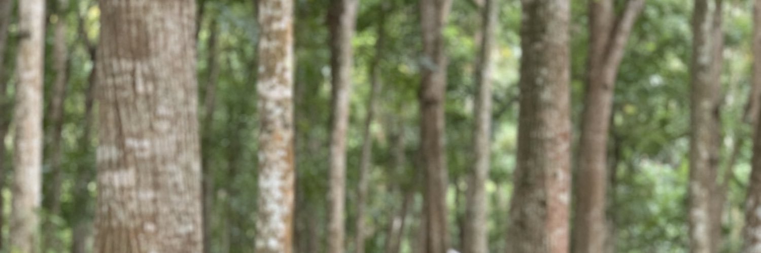 JANICAVAN's profile banner image