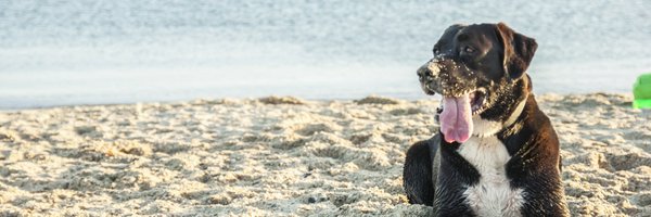 PanHodl Profile Banner