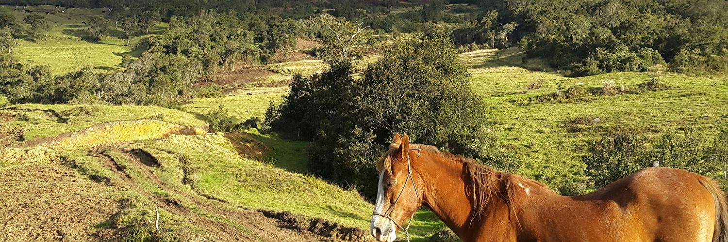 fernandotauru's profile banner image