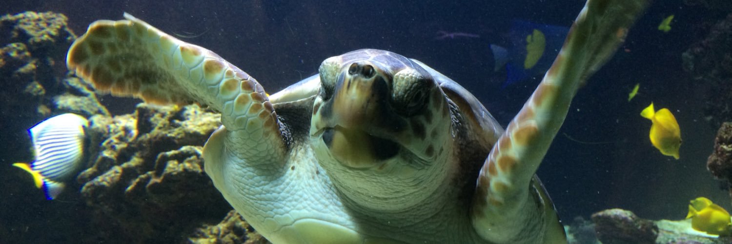 Dr Lise Lafferty banner