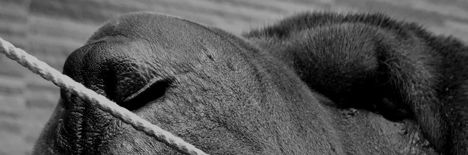 damseis7's profile banner image
