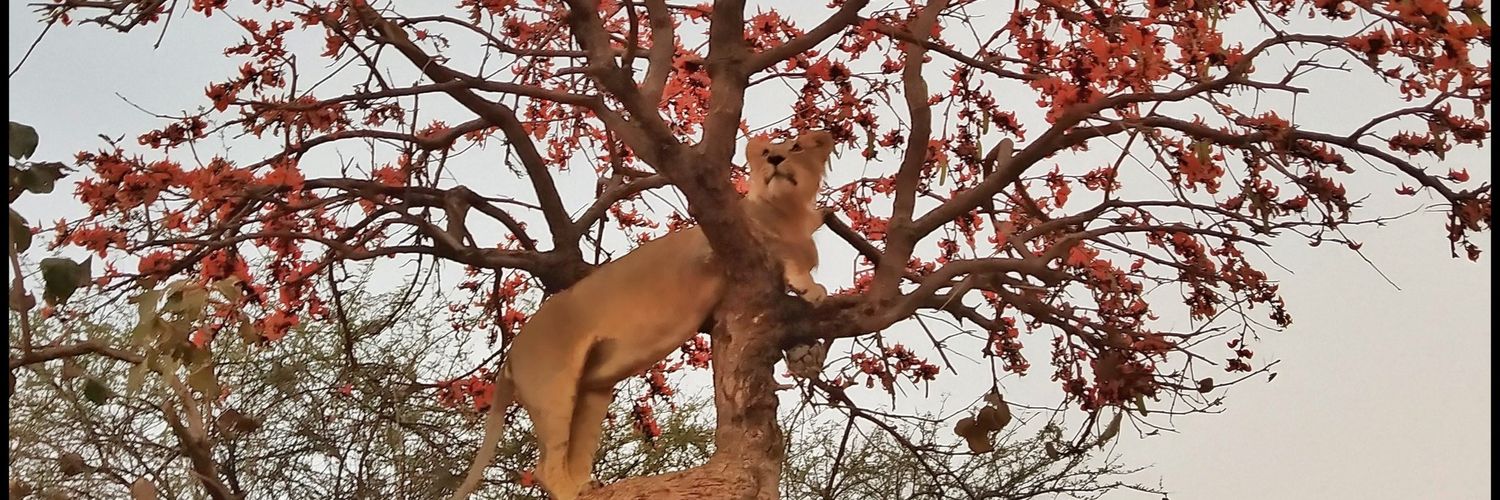 Shonkho's profile banner image
