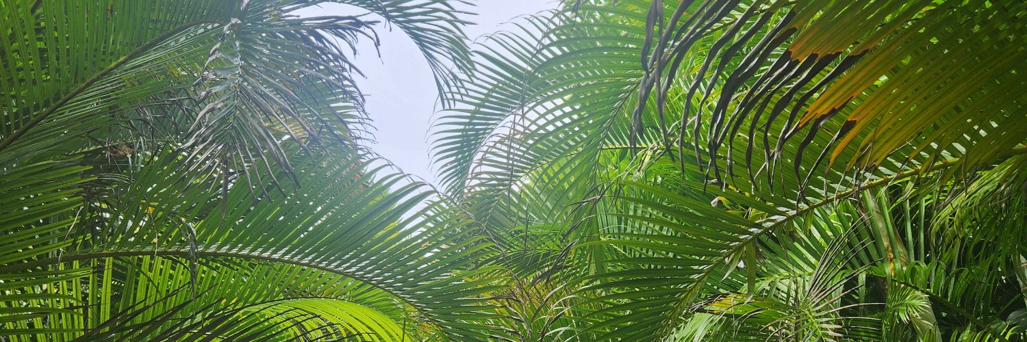 parrot55's profile banner image