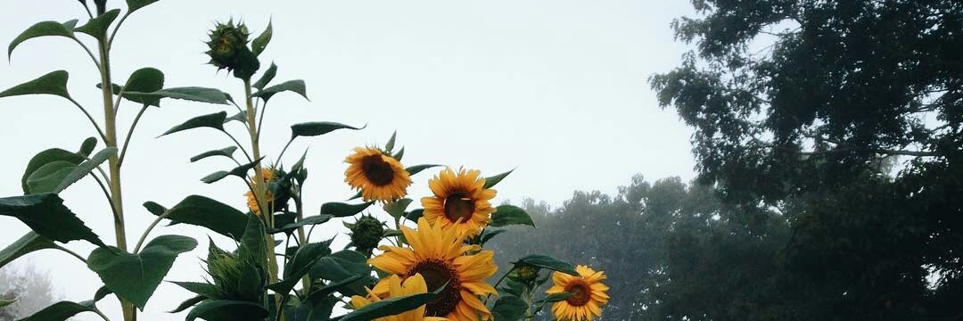 dianey754's profile banner image