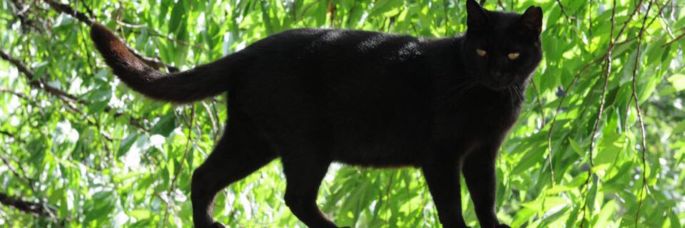 warriorblackcat's profile banner image