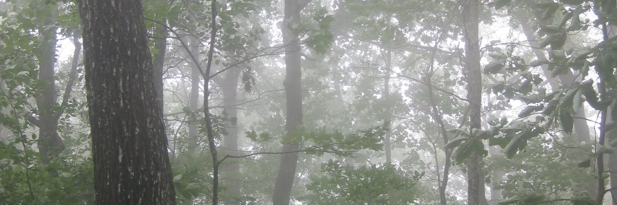 Marta L Wayne banner