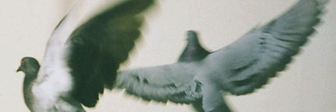 LicethContreras's profile banner image