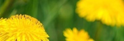 ダンデリオンLARP banner
