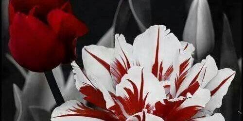 rosiehamm's profile banner image