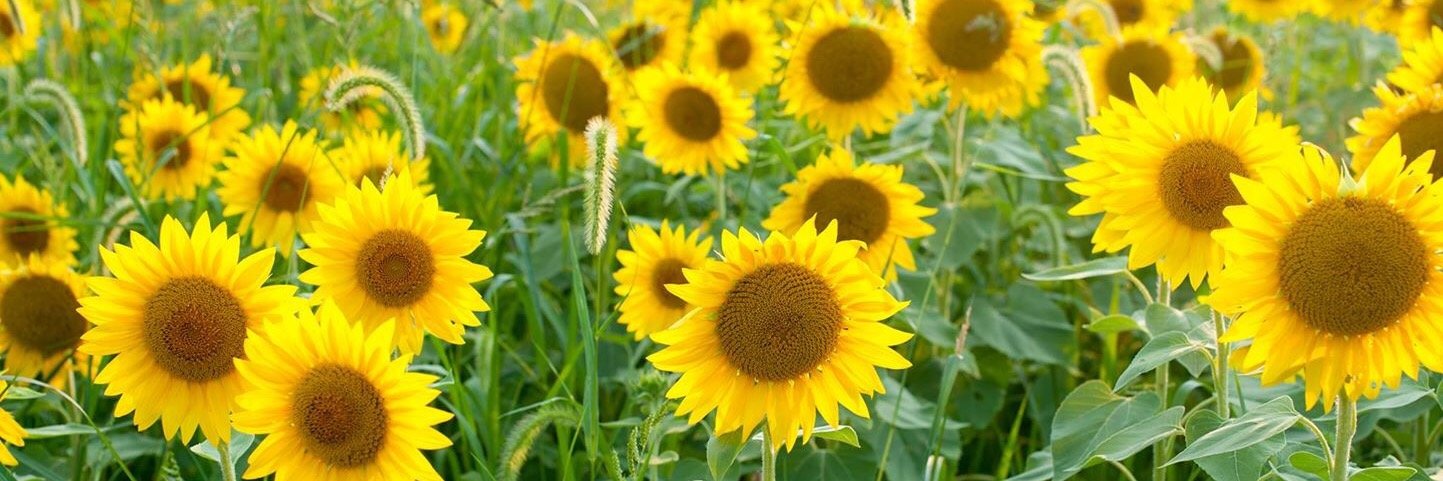 Jamie Andrews banner