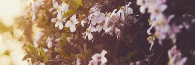 Rosefletch's profile banner image