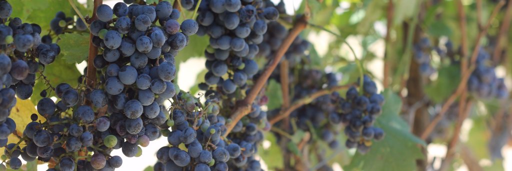 YatesWines's profile banner image