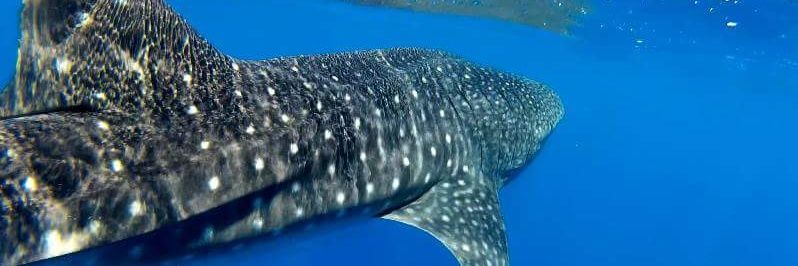FreeWillyDiving's profile banner image