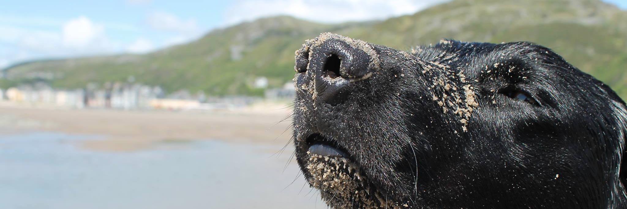 Daniel Hammond banner