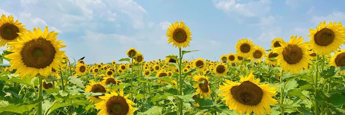 Emily Wasserman banner