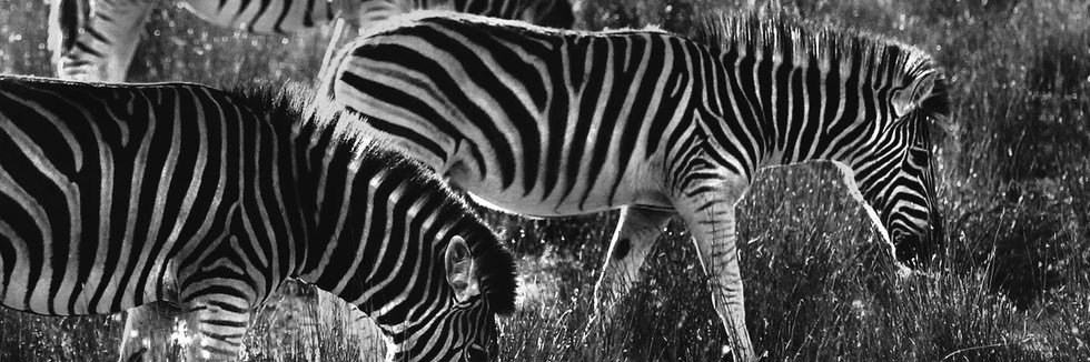 LaMartinique_'s profile banner image