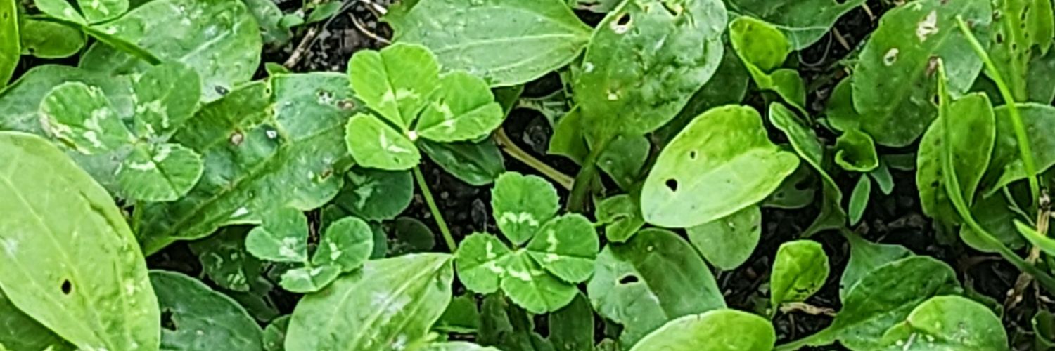 angus_van's profile banner image