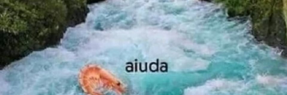 mosca de bolo banner