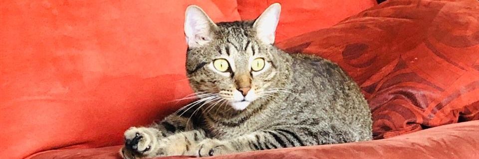Dulce_Beca's profile banner image