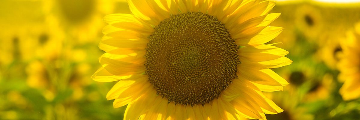 jerryberrios's profile banner image
