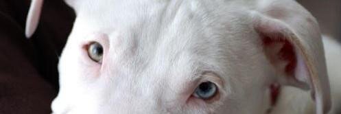 TheSNIPTeam's profile banner image