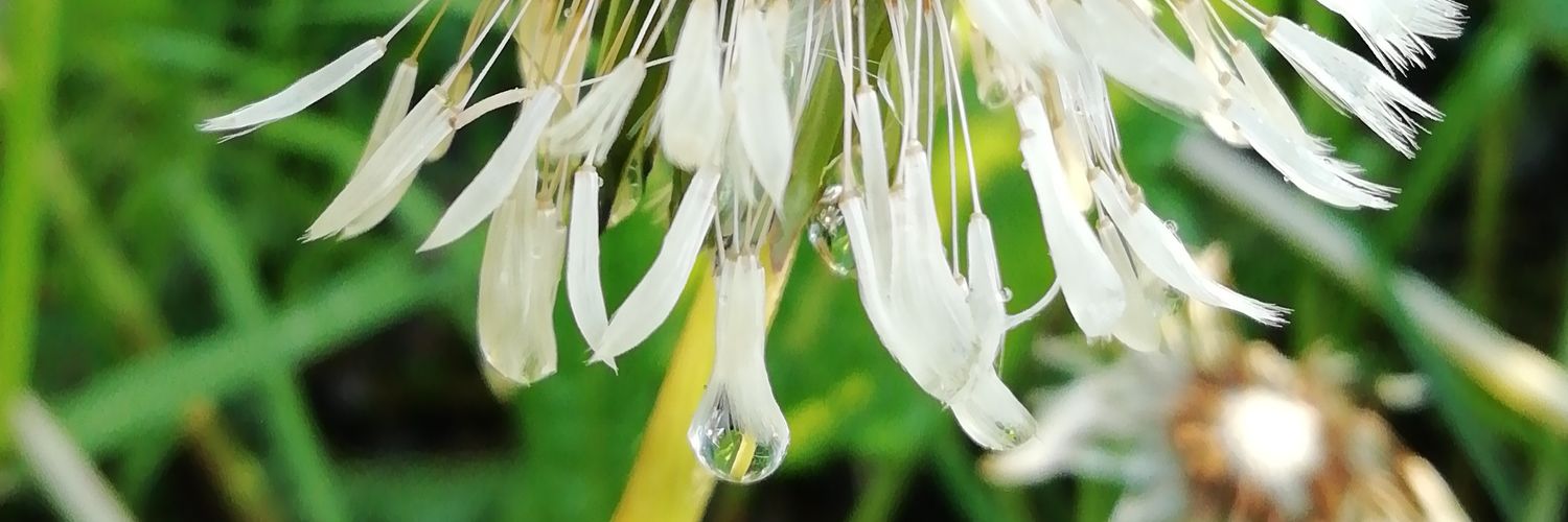 irisacanthus's profile banner image