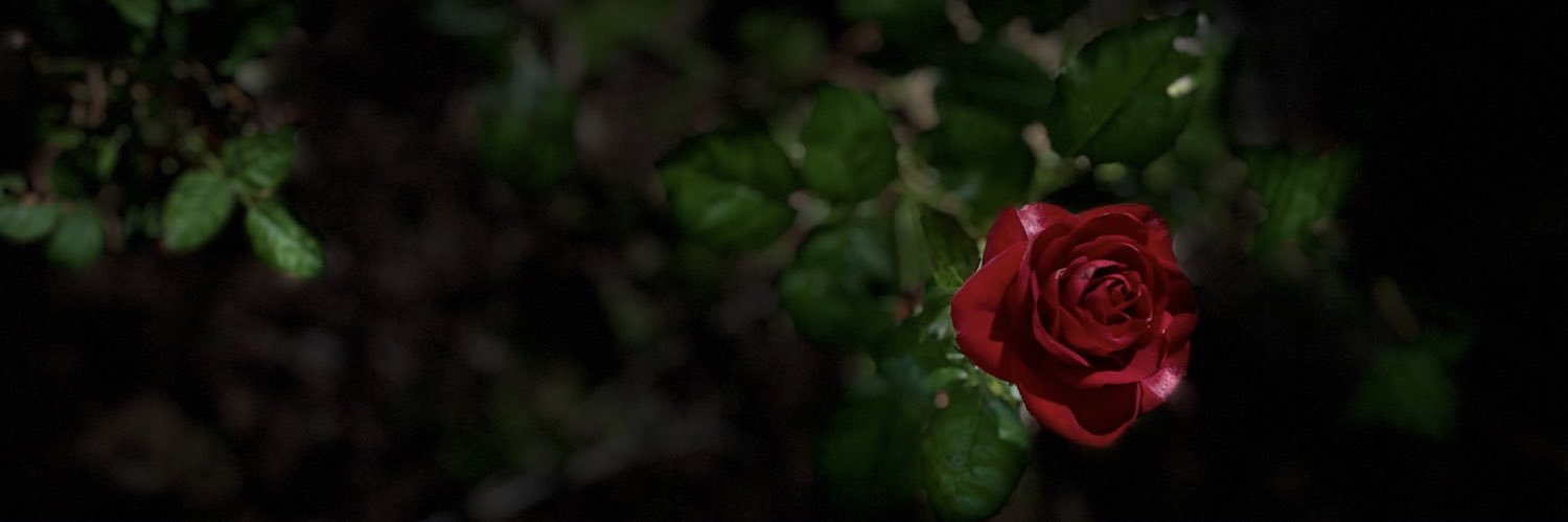 meshe's profile banner image