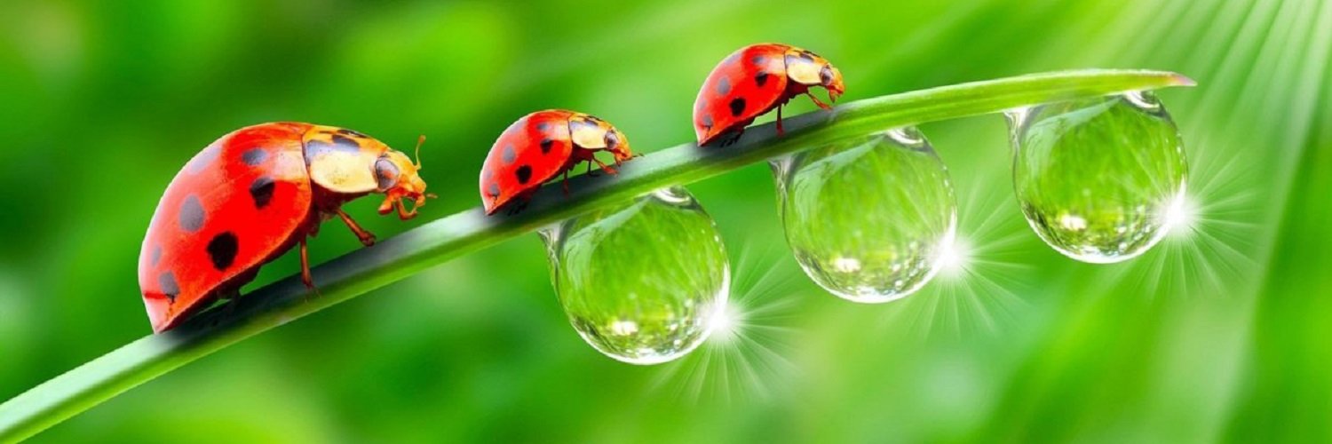 StarkMemecoin's profile banner image