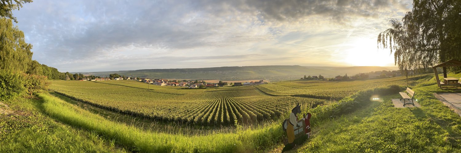 lepetitvigneron's profile banner image