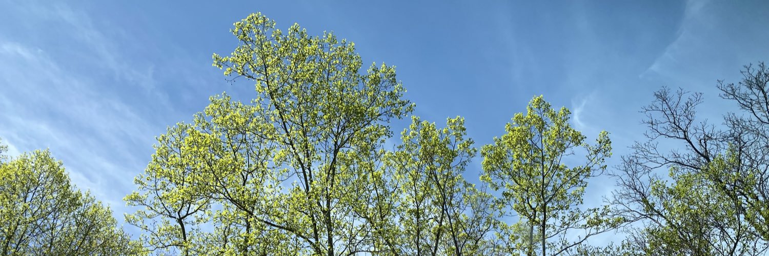 Kim Ramsey 🌻 banner