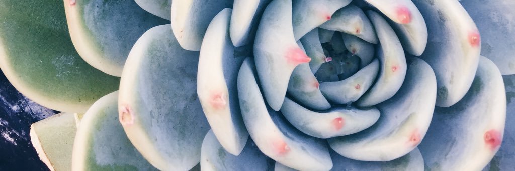 daidreedavis's profile banner image