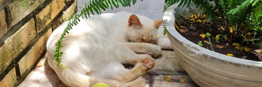 mikka_bb's profile banner image