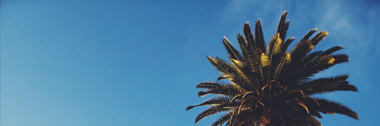 sokosaurus's profile banner image