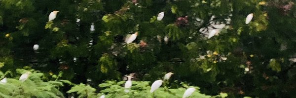 akbarul Profile Banner