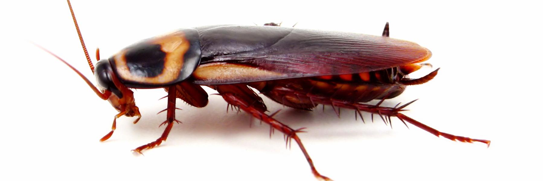 ian shakerpare banner