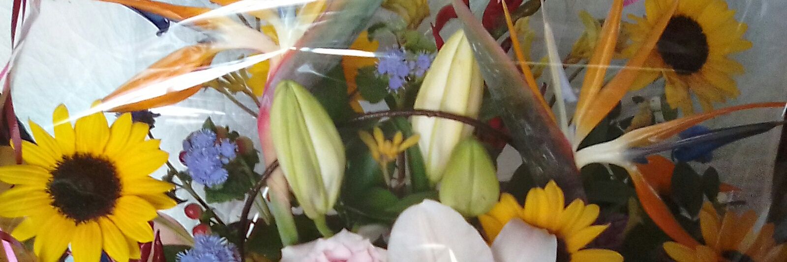 ミントちゃん banner