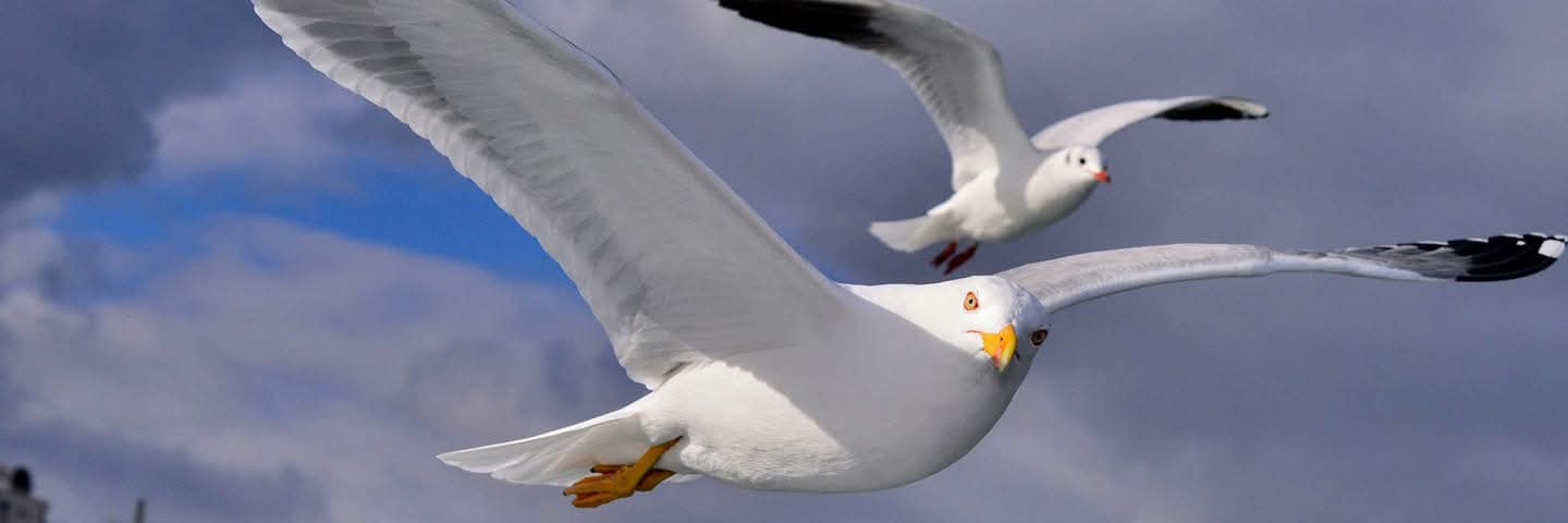 Rodofredo2's profile banner image