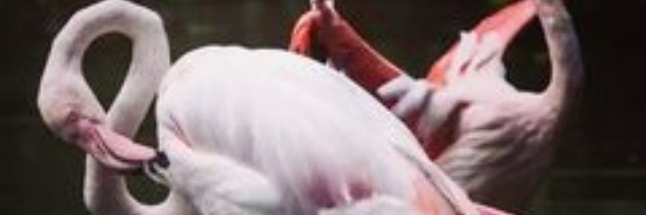 Di banner