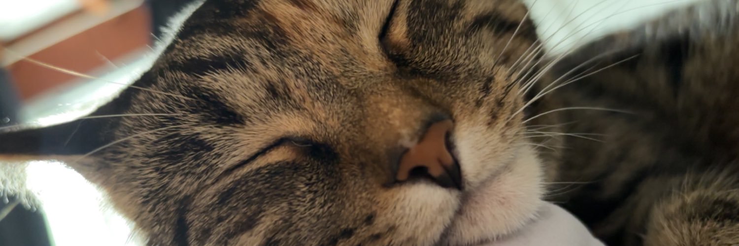 sofiedegroot's profile banner image