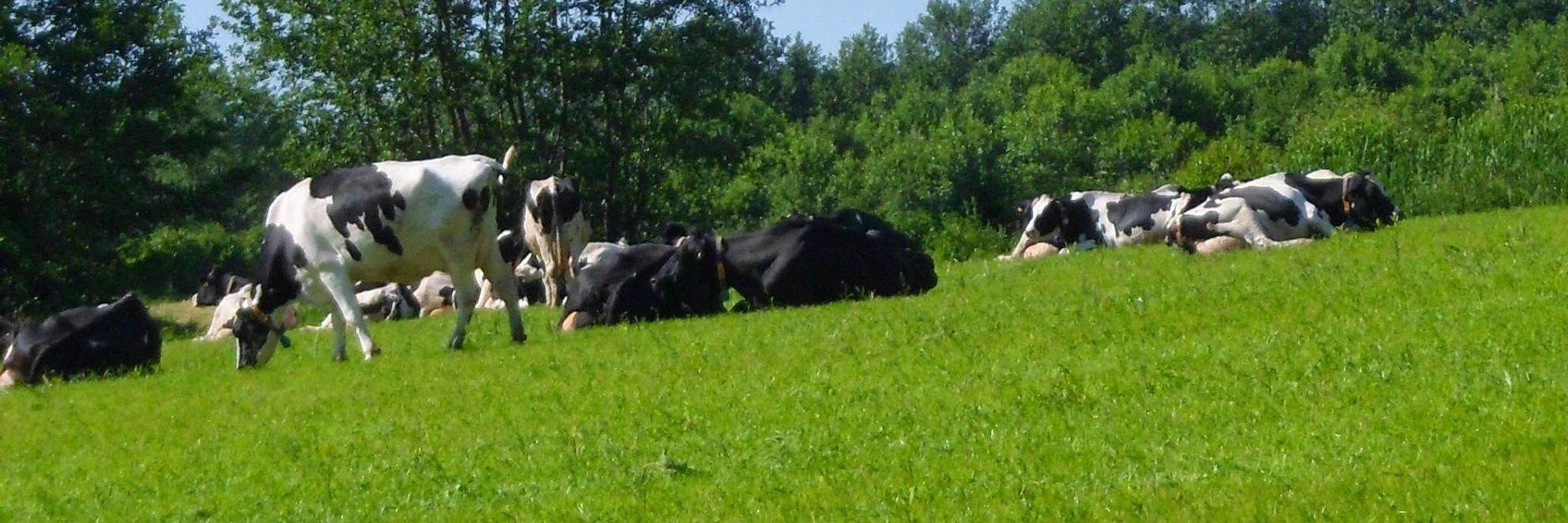 Sophie van Roomen banner