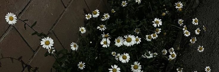 namtt18's profile banner image
