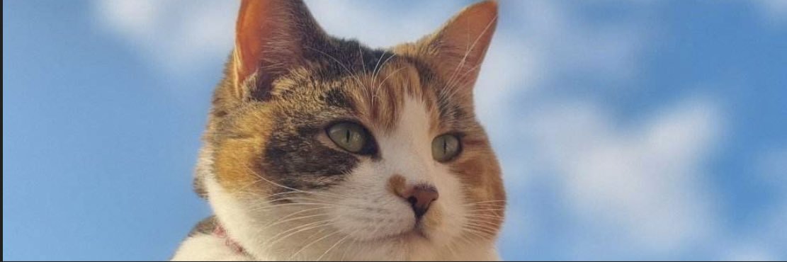 ConnorC2024 🏴󠁧󠁢󠁳󠁣󠁴󠁿 banner