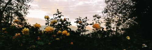 lillymlight's profile banner image