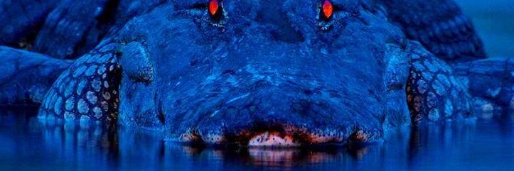 JayWin904🐊🐊🐊🕶🕶☀☀🏝 banner