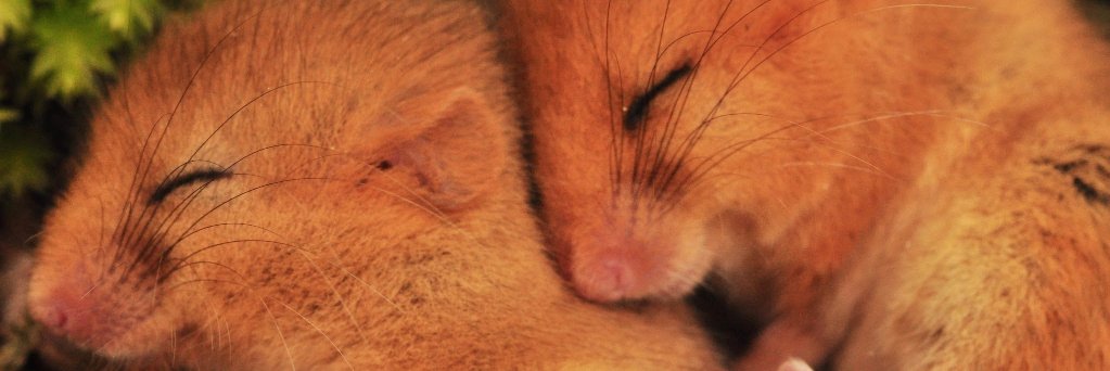 Notts Dormouse Group banner