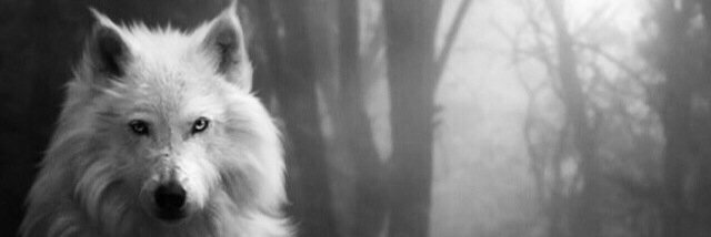gabimassolin's profile banner image