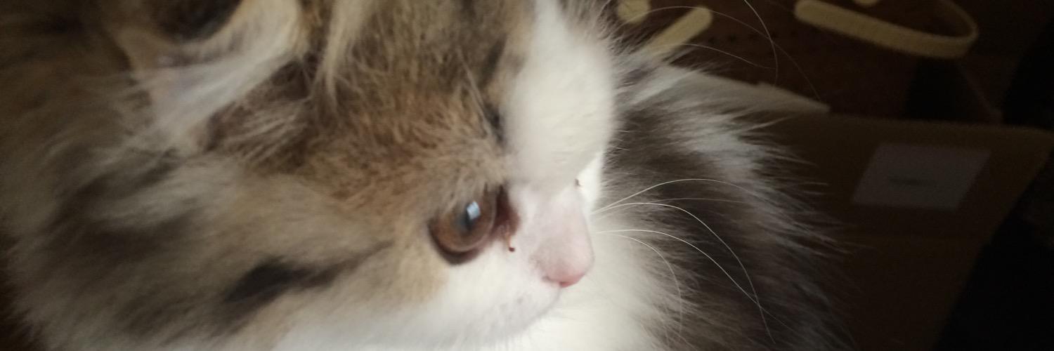 kei5923's profile banner image
