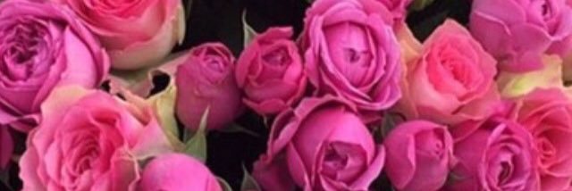 rose_tuberose's profile banner image