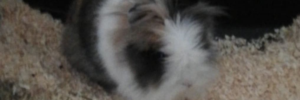 666_Redpanda's profile banner image